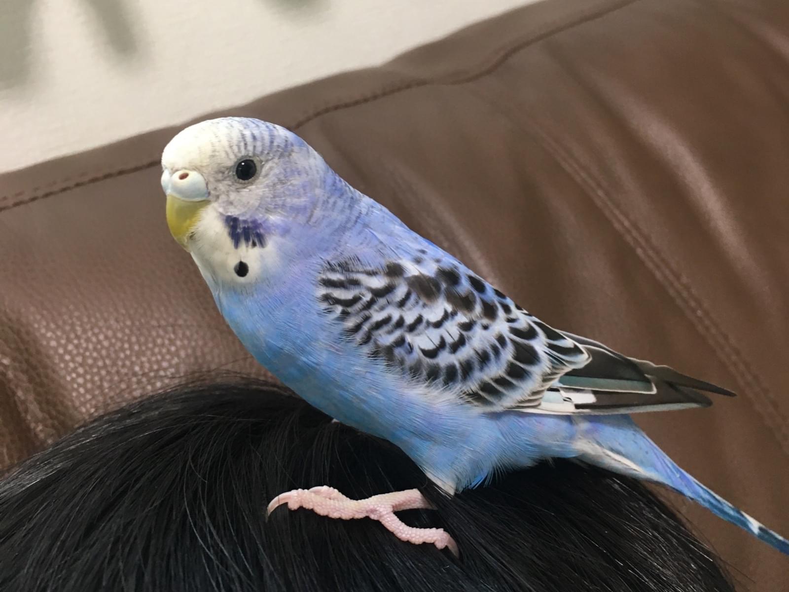 みずたまちゃん みずたまちゃん