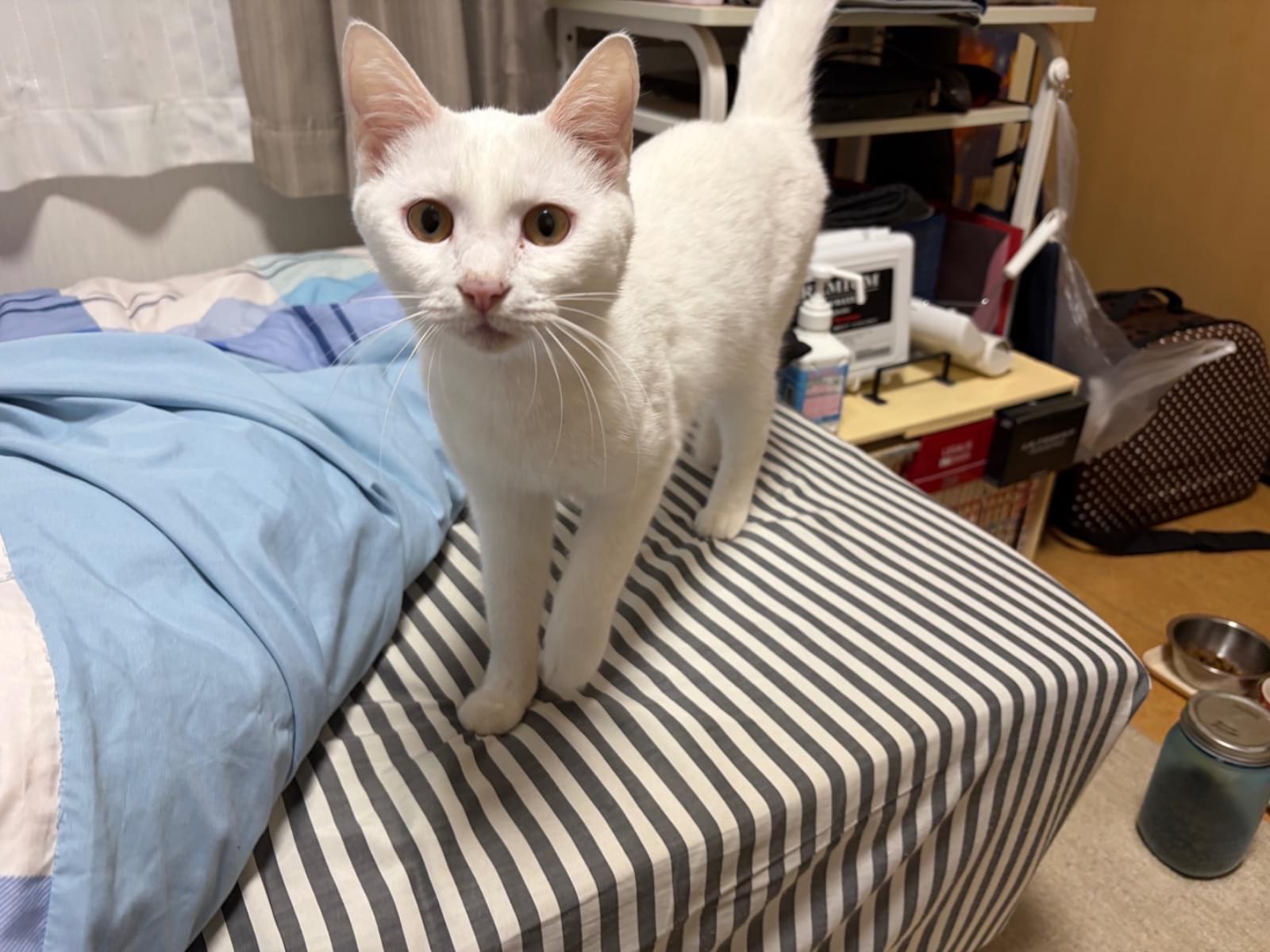 保護された猫