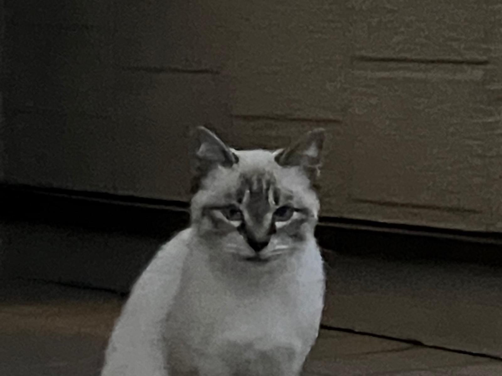 目撃された猫 目撃された猫