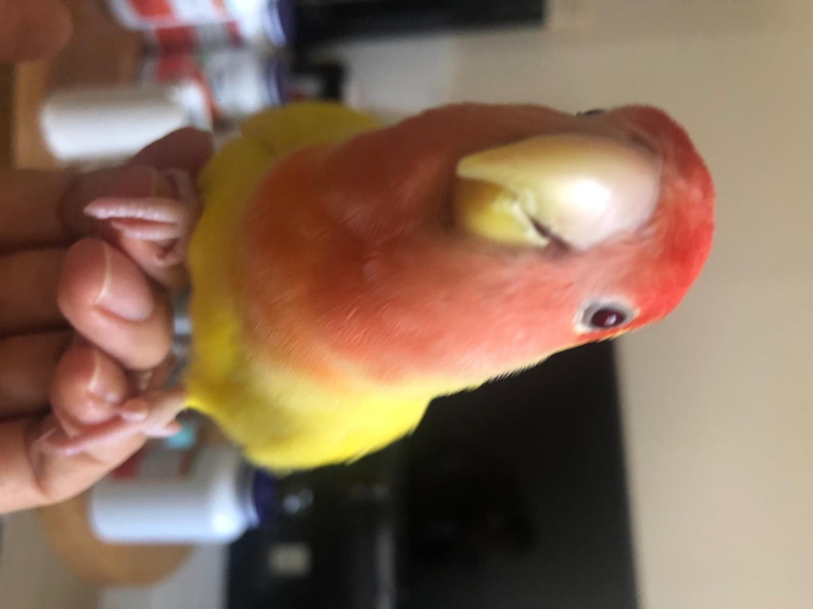 レンちゃん レンちゃん