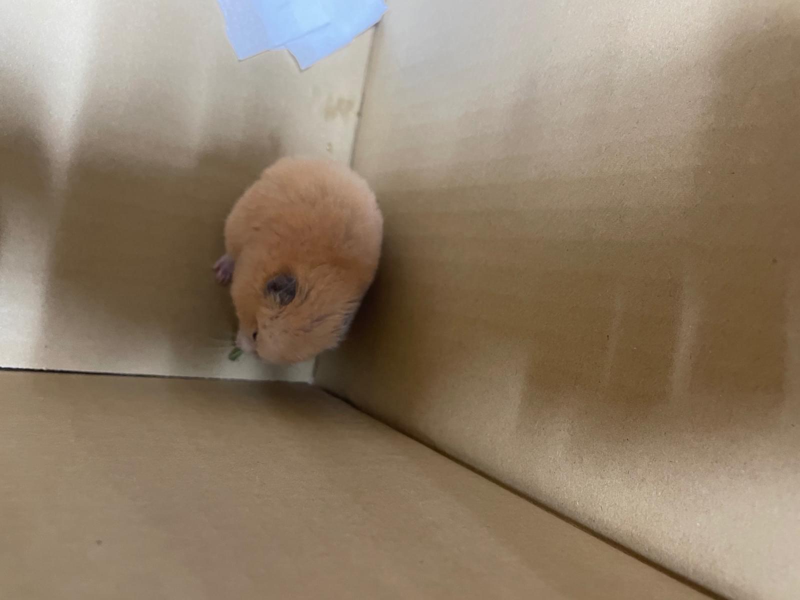保護されたペット