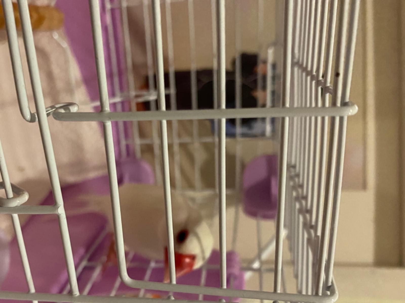 保護された鳥 保護された鳥