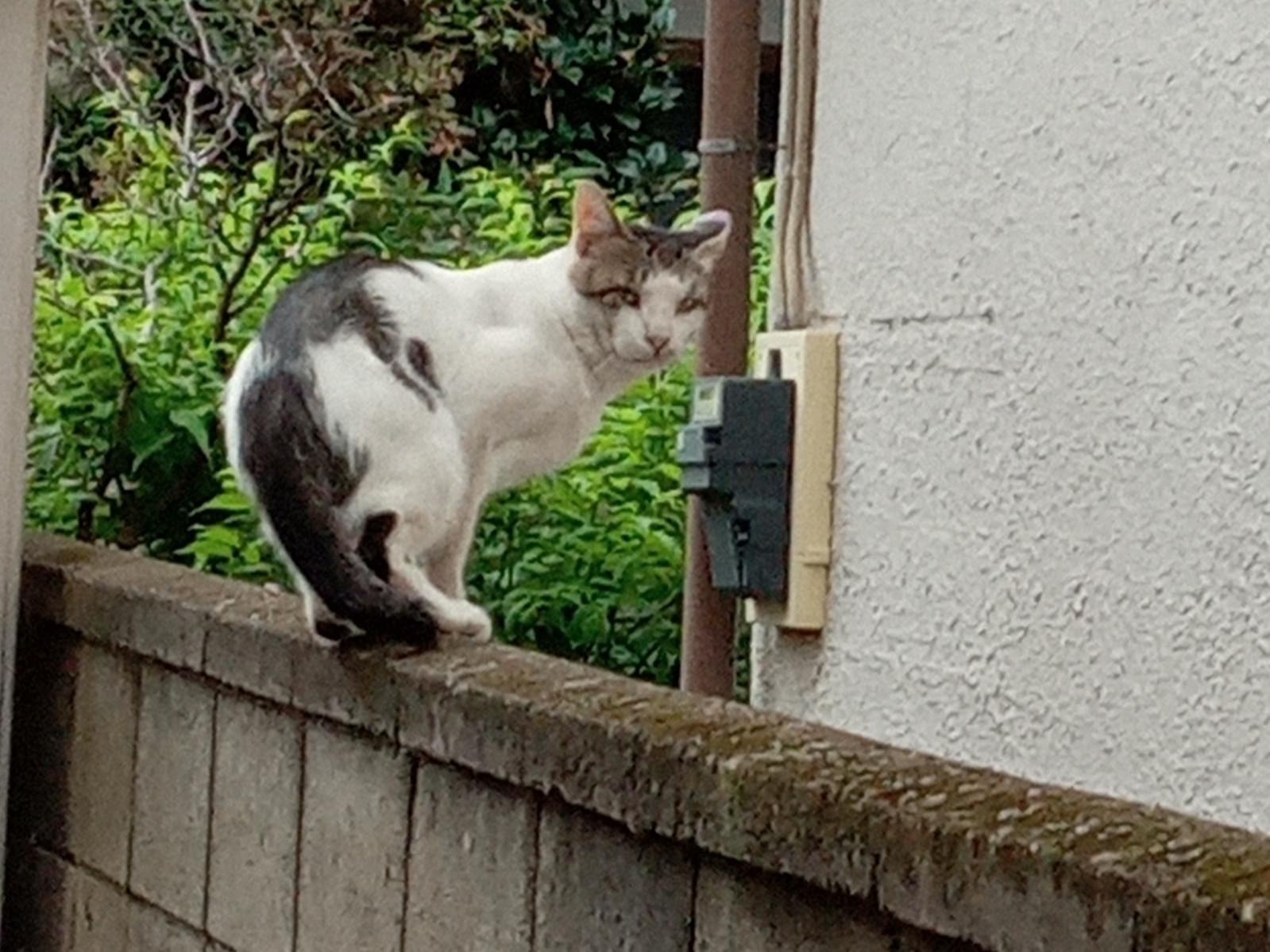 目撃された猫