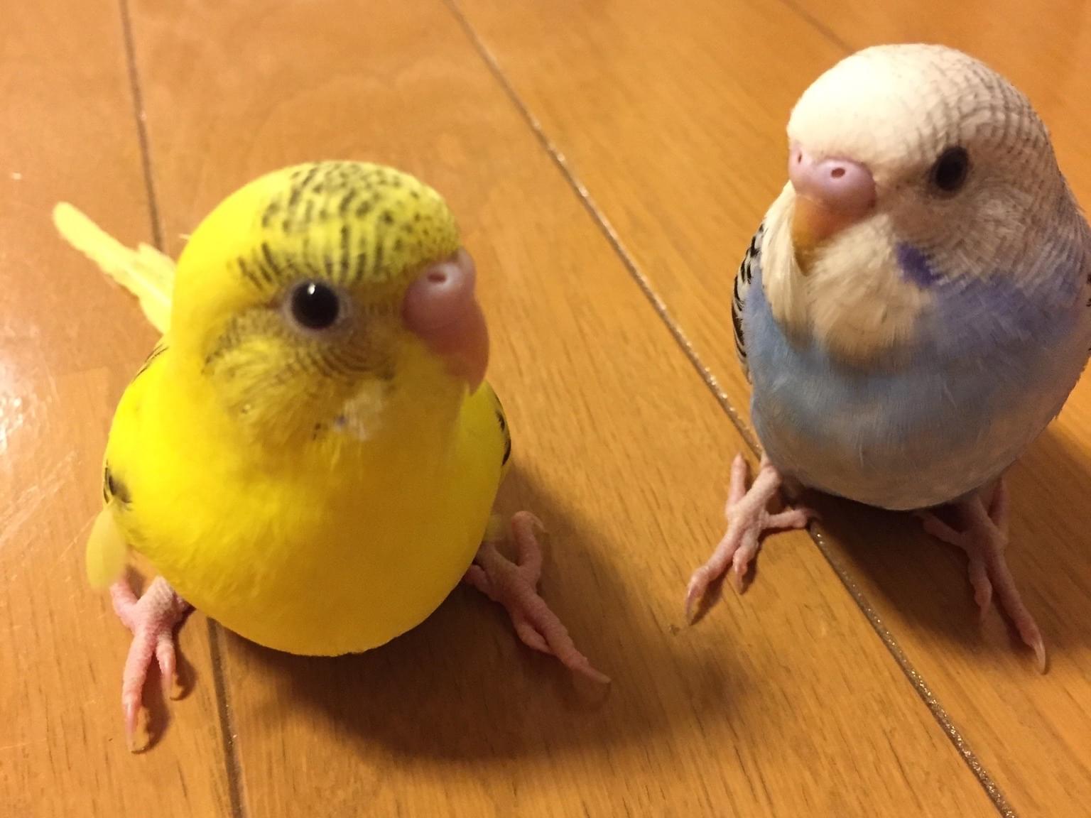 キーちゃん キーちゃん