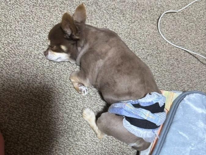 チワワちゃん チワワちゃん