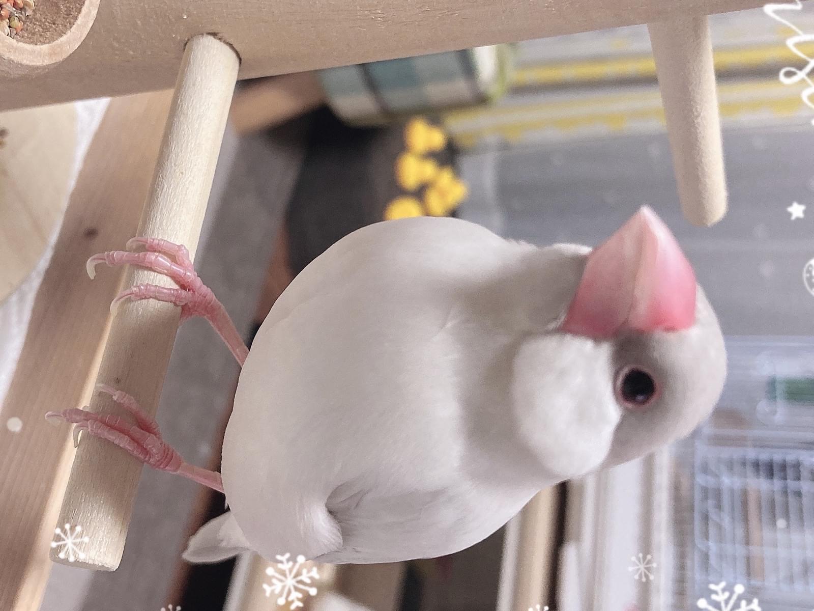あられちゃん あられちゃん