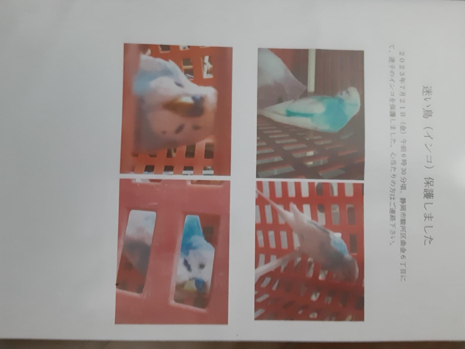 保護された鳥 保護された鳥