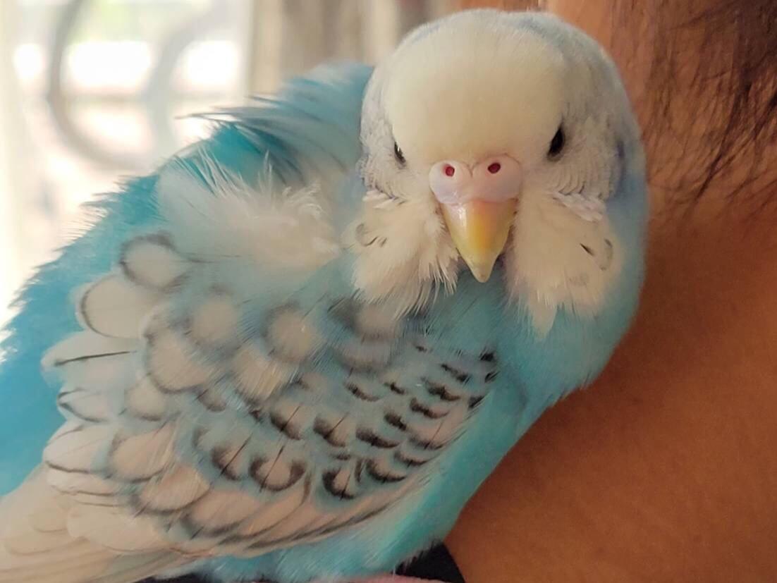 保護された鳥 保護された鳥