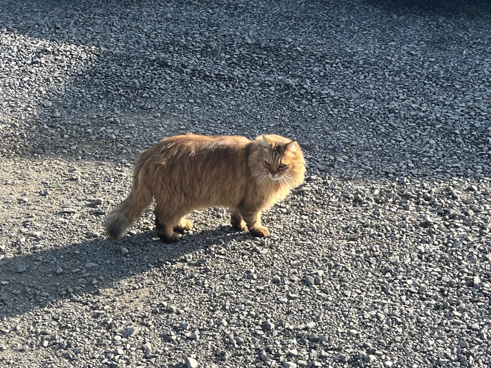 目撃された猫 目撃された猫