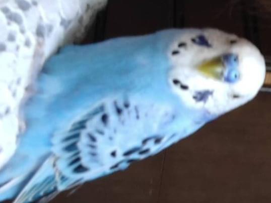 保護された鳥 保護された鳥