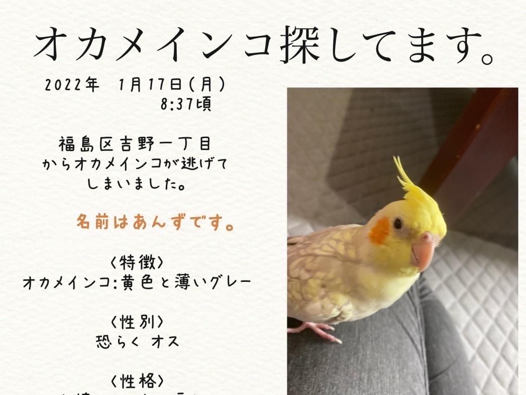 あんずちゃん あんずちゃん