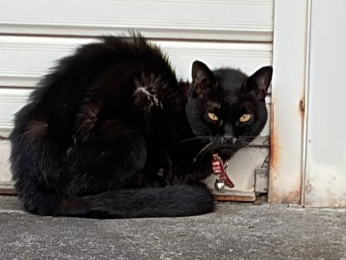 目撃された猫