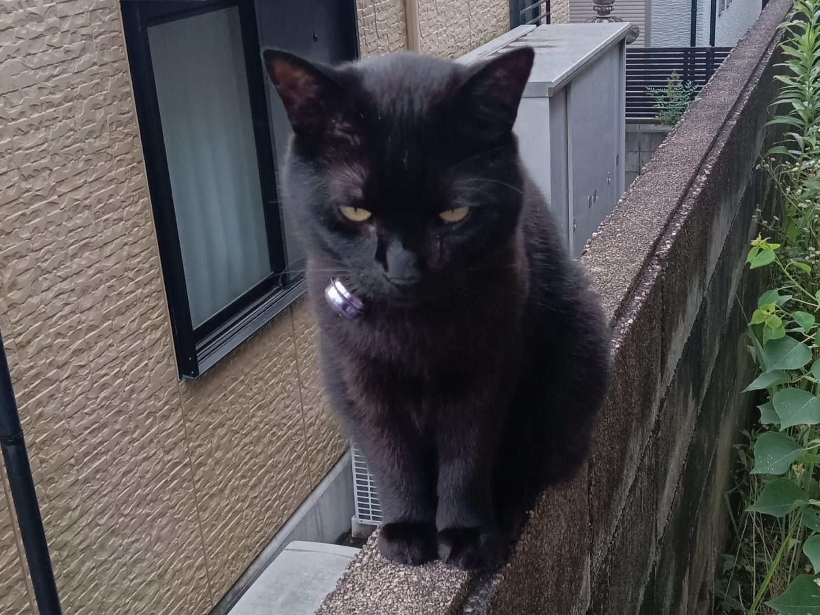 シャロちゃん シャロちゃん