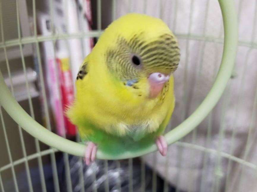 チロちゃん チロちゃん