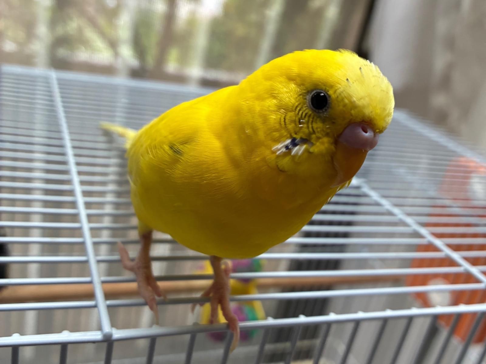 アイちゃん アイちゃん