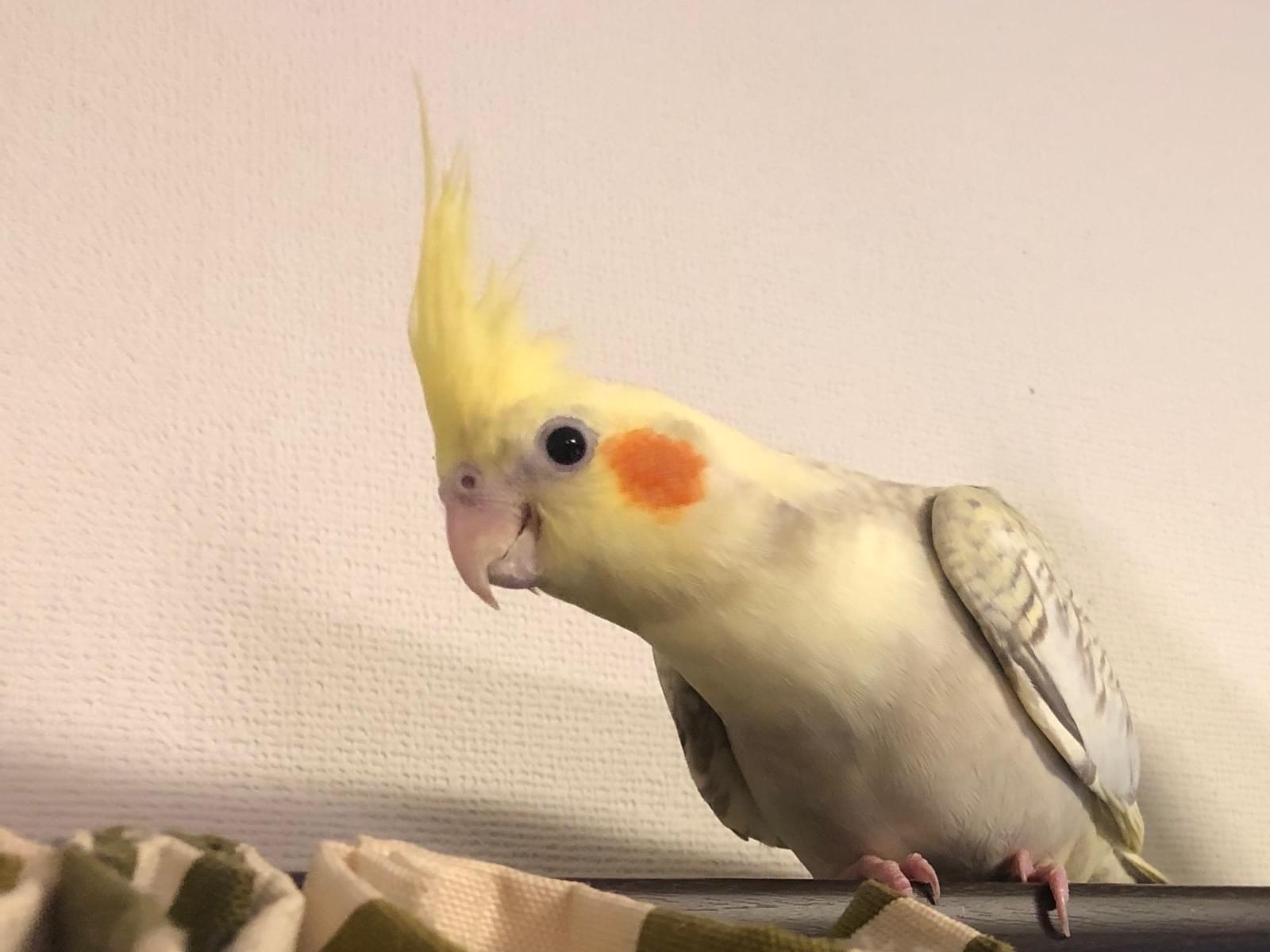 きーちゃん きーちゃん