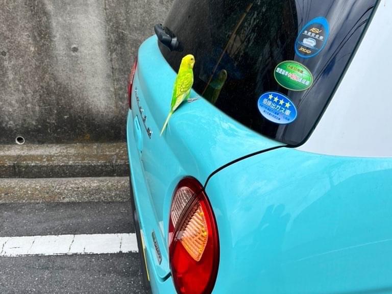 目撃された鳥 目撃された鳥