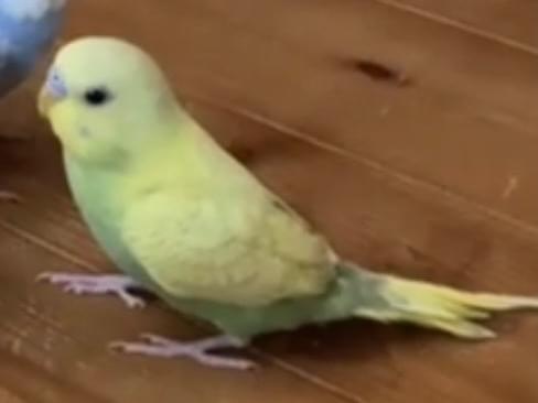 マイキーちゃん マイキーちゃん