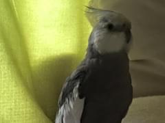 アレックちゃん アレックちゃん