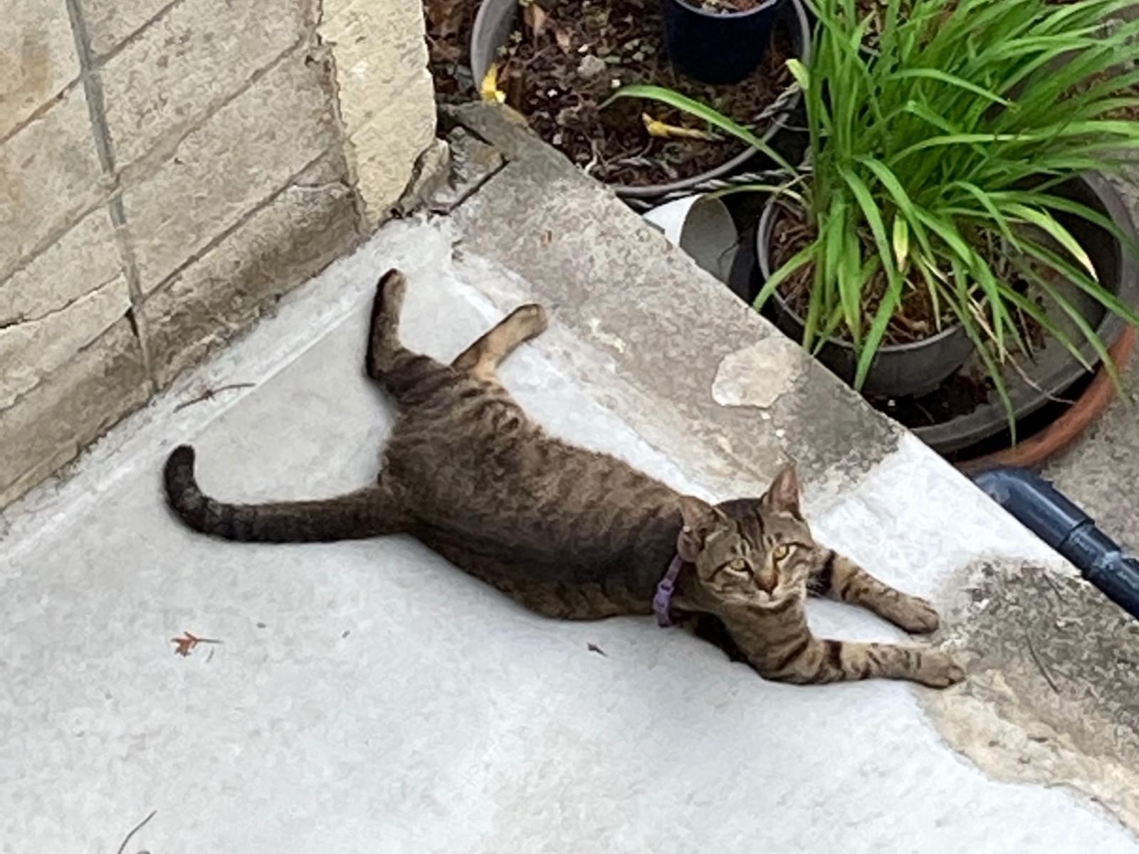 目撃された猫 目撃された猫
