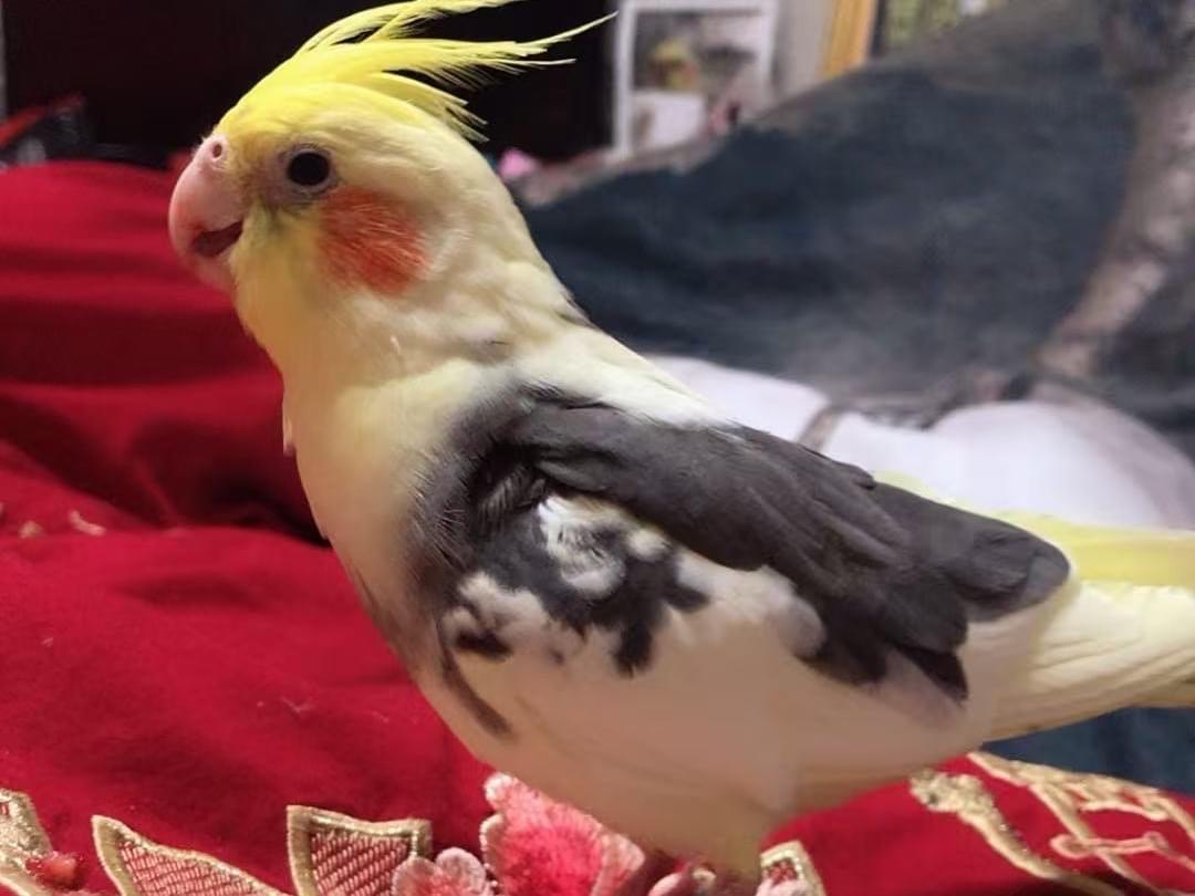シャンシャンちゃん