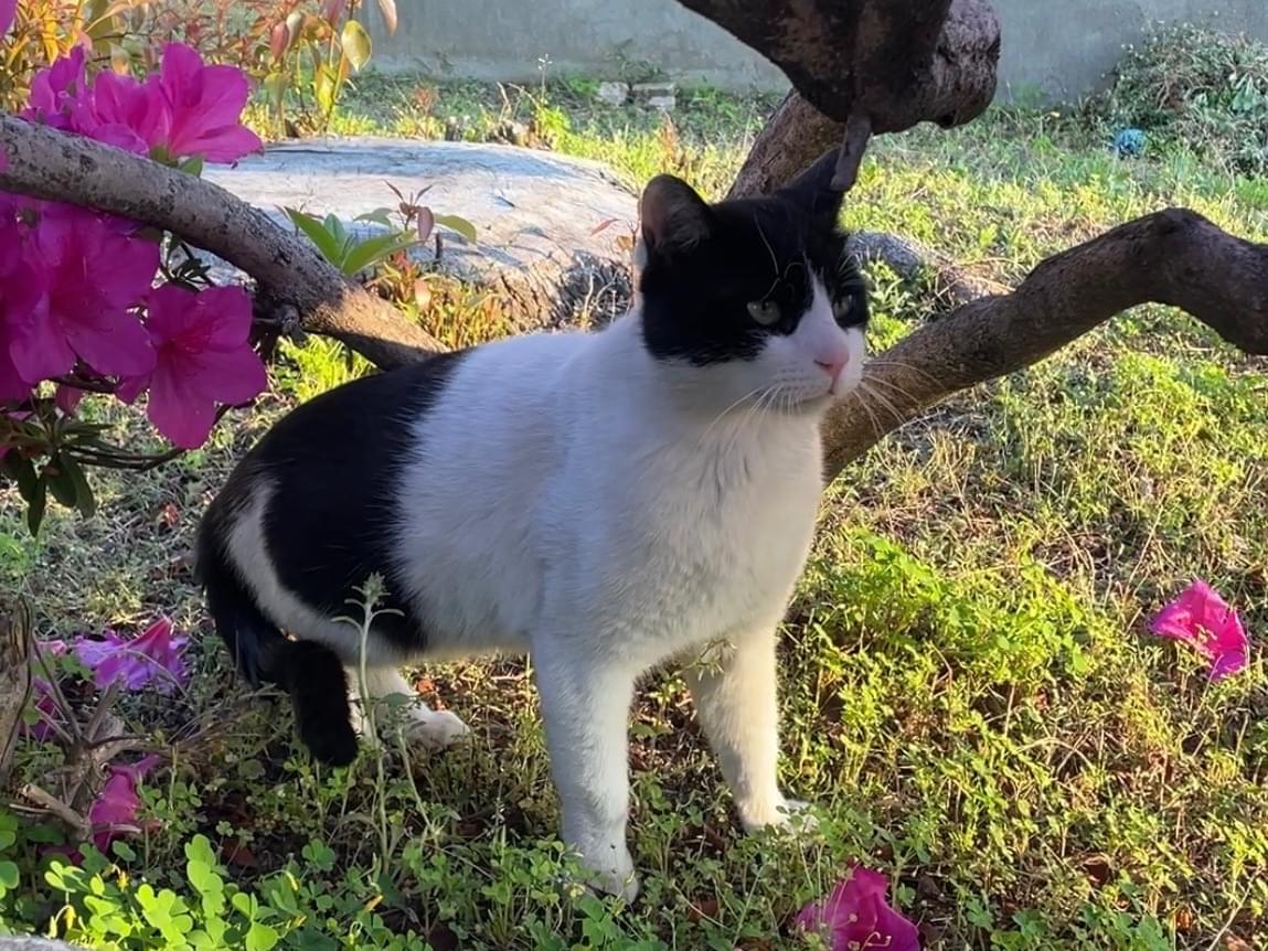 目撃された猫 目撃された猫