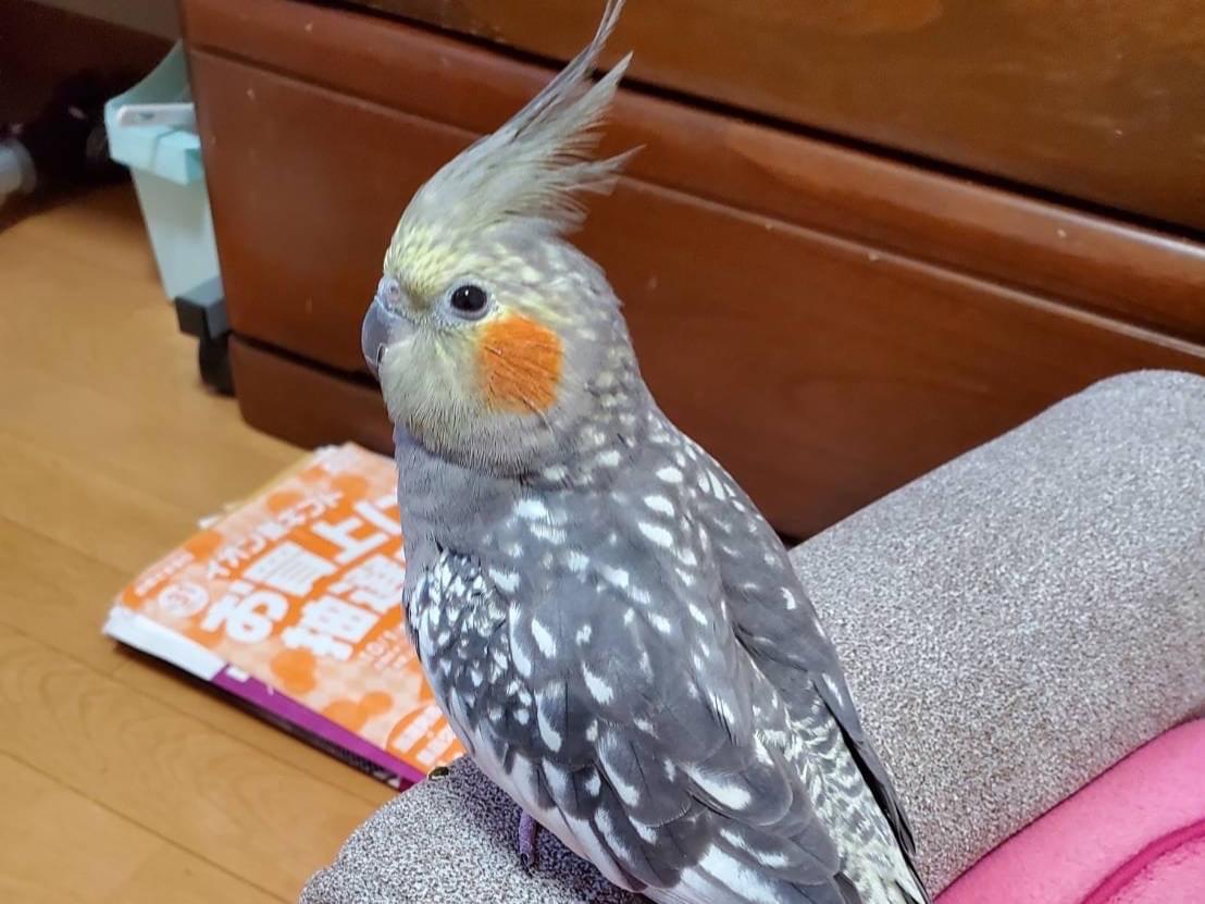 パルちゃん パルちゃん