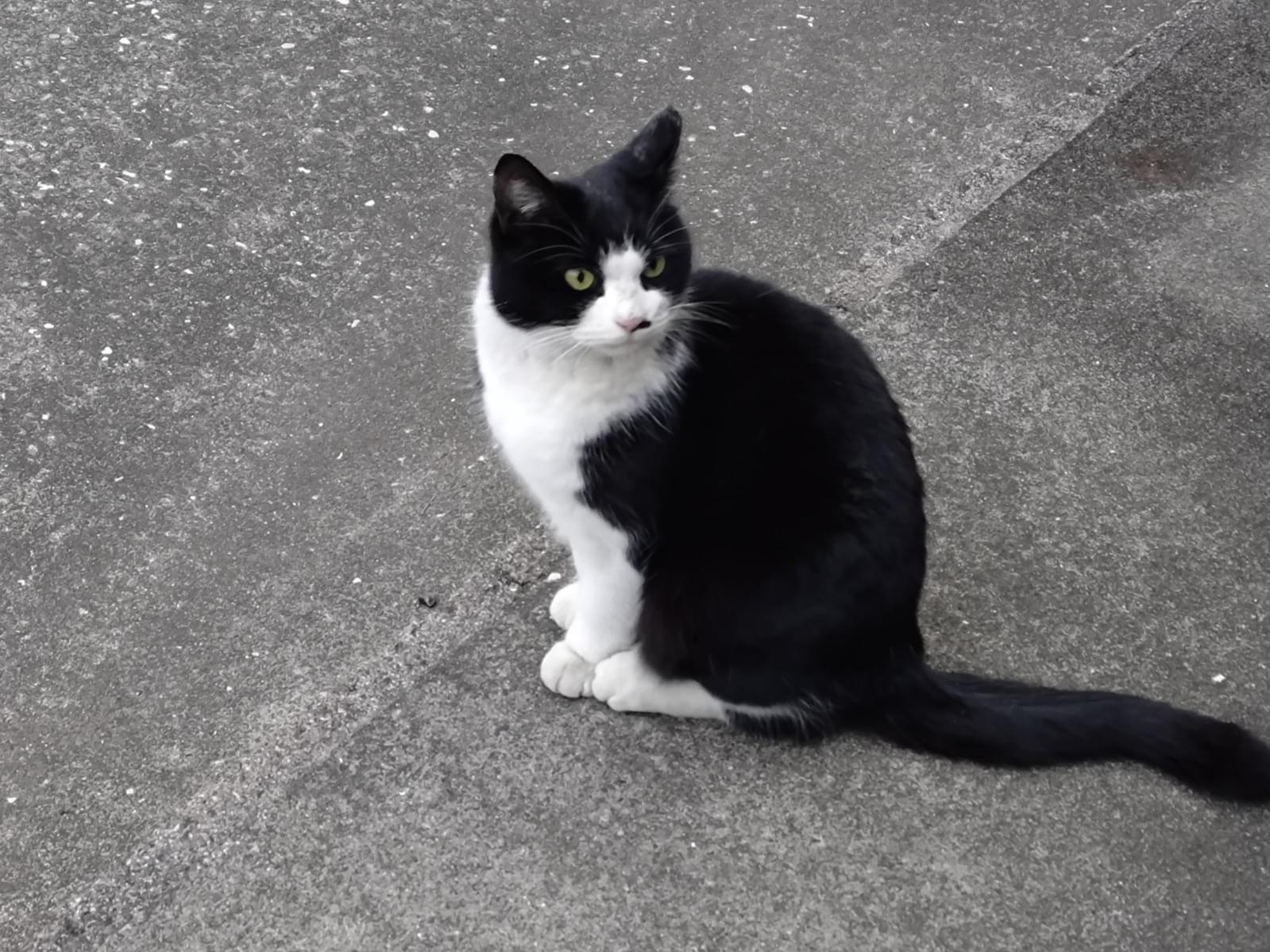 保護された猫 保護された猫