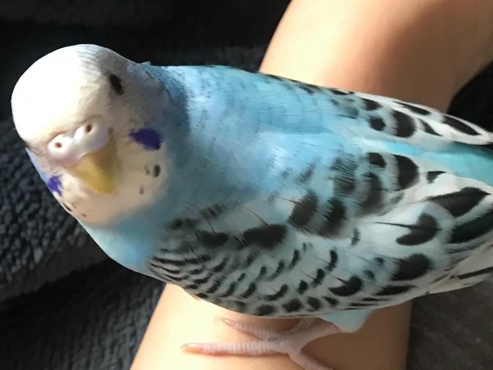 あおちゃん あおちゃん