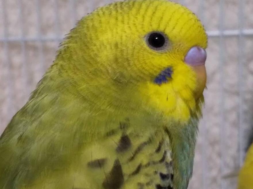 よもぎちゃん よもぎちゃん