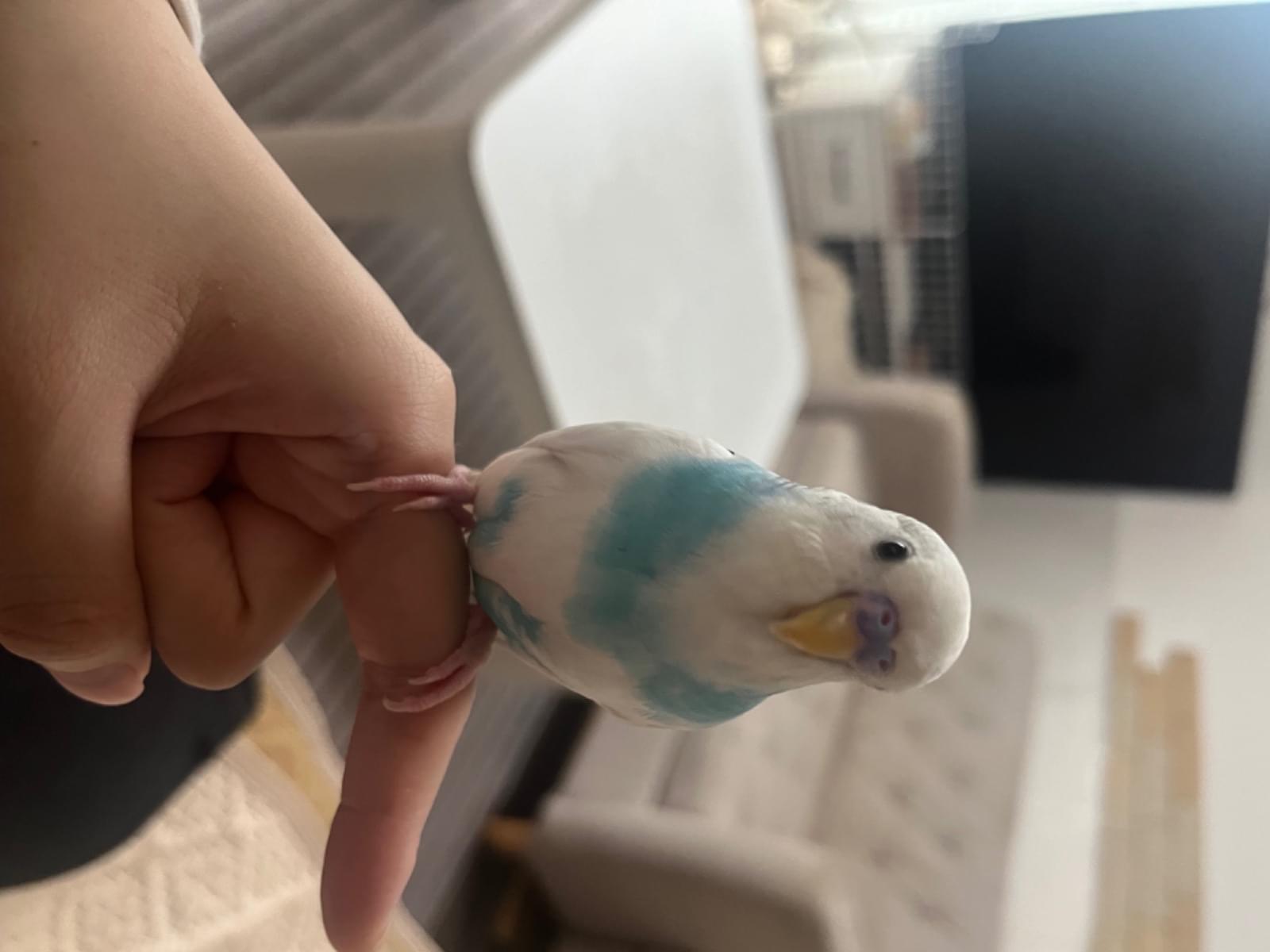 とこたんちゃん とこたんちゃん