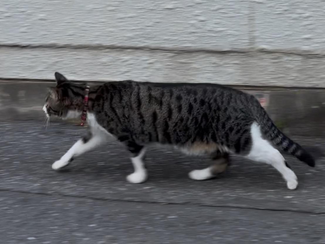 目撃された猫 目撃された猫