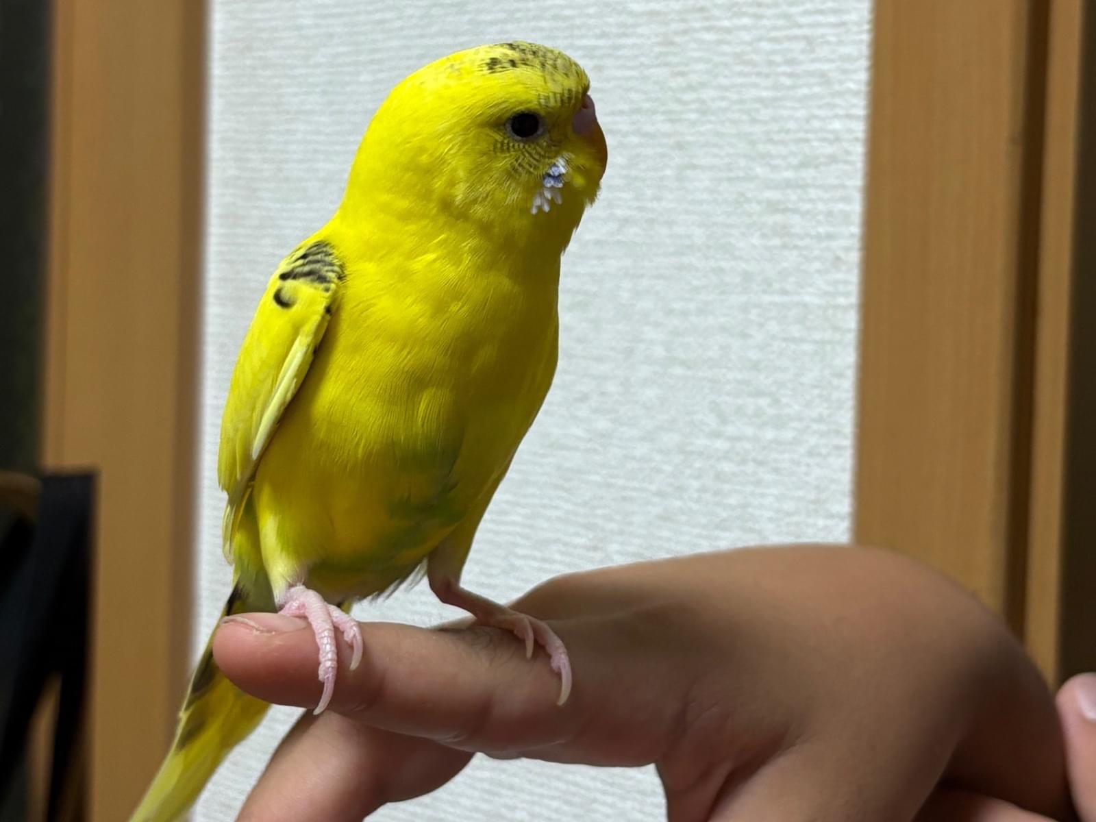 はっちゃん はっちゃん