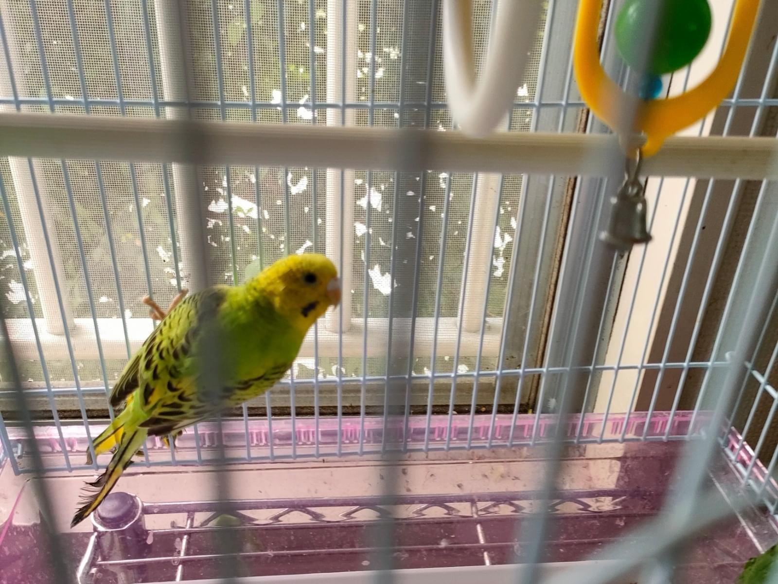 保護された鳥 保護された鳥