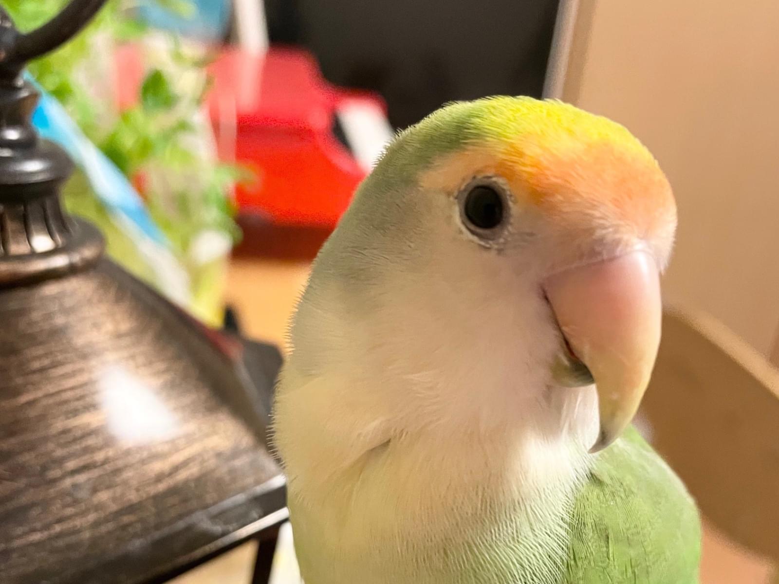 ピアちゃん ピアちゃん