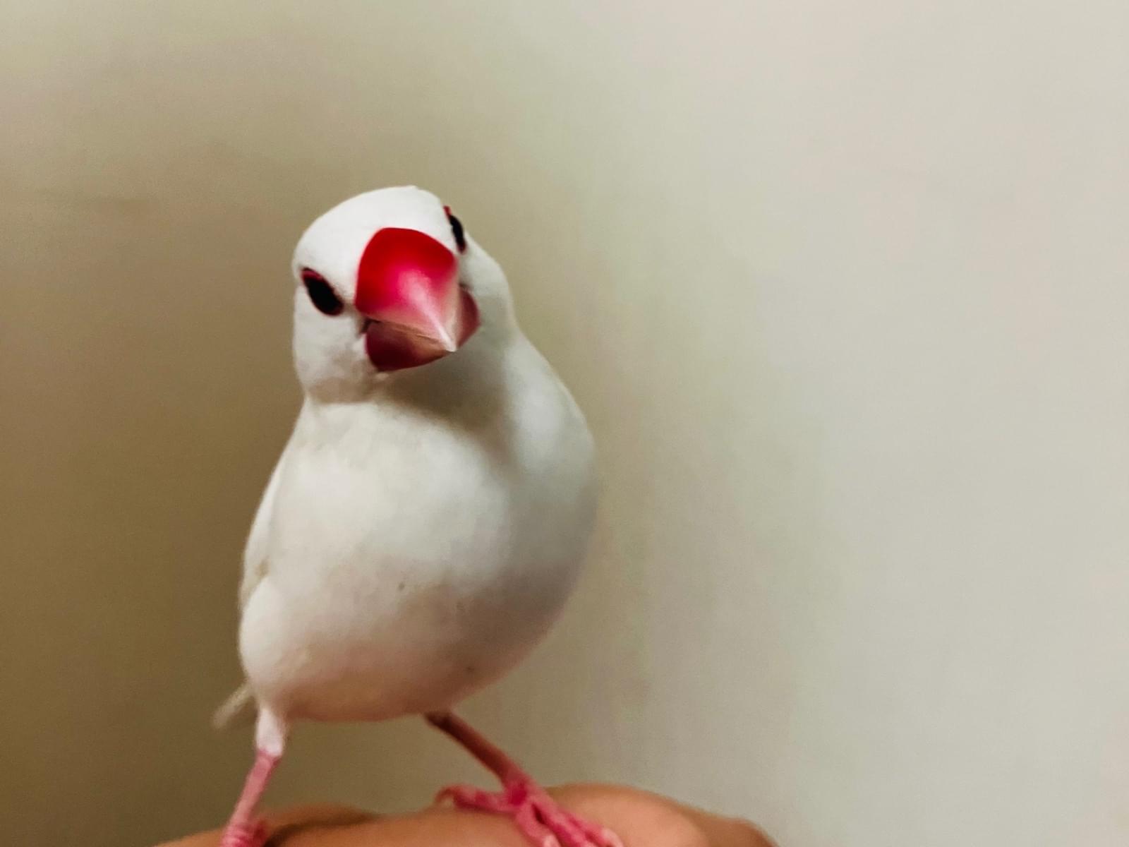 保護された鳥