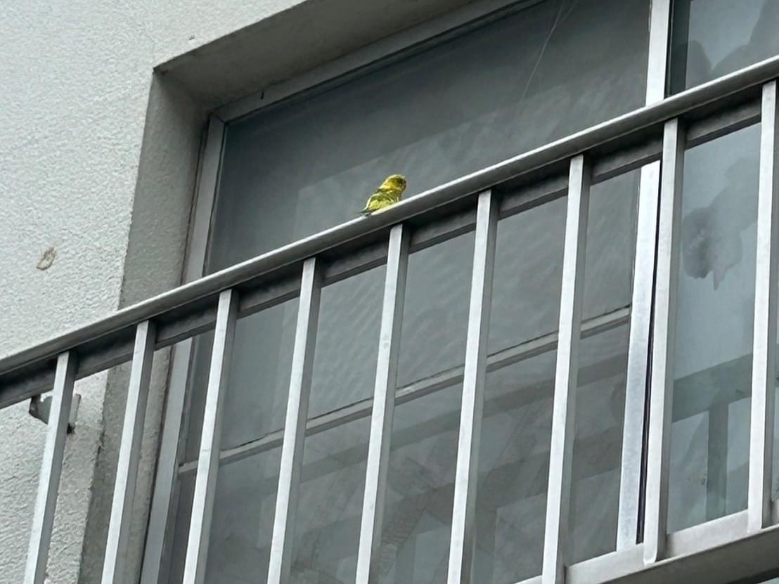 目撃された鳥 目撃された鳥