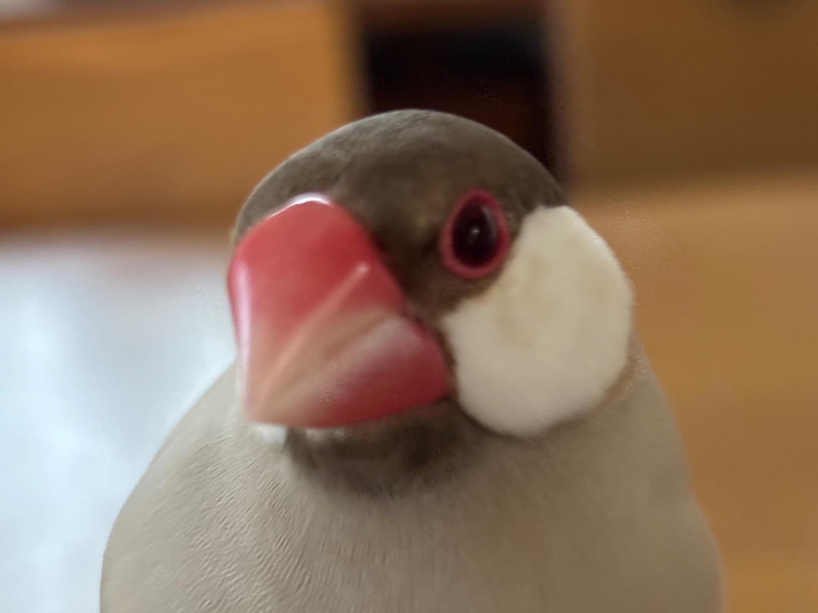 チロちゃん チロちゃん