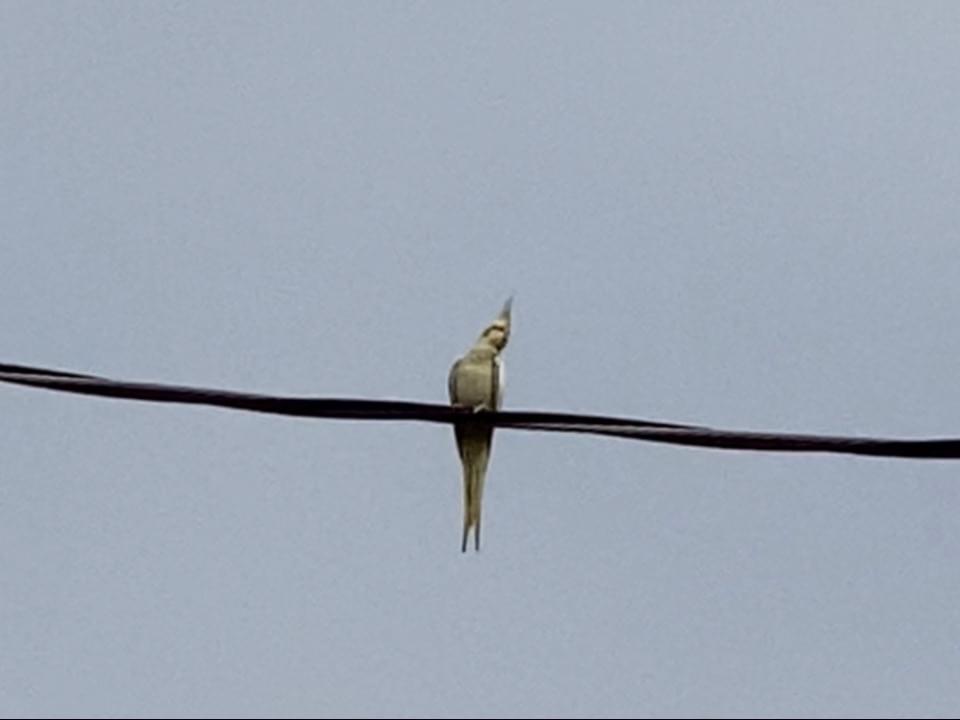 目撃された鳥 目撃された鳥