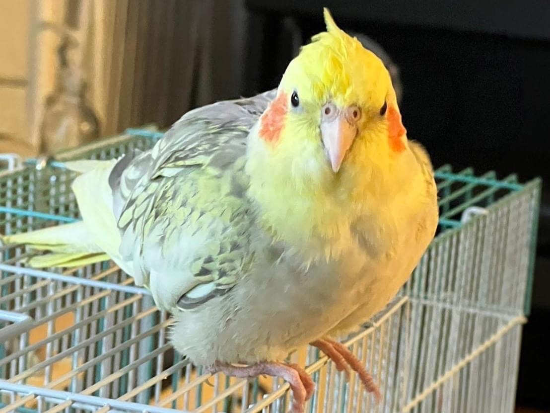 こんちゃん こんちゃん