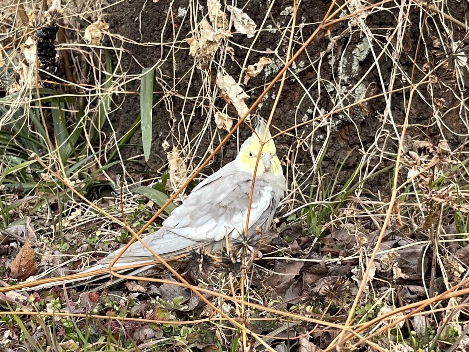目撃された鳥 目撃された鳥