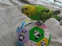 ももちゃん ももちゃん