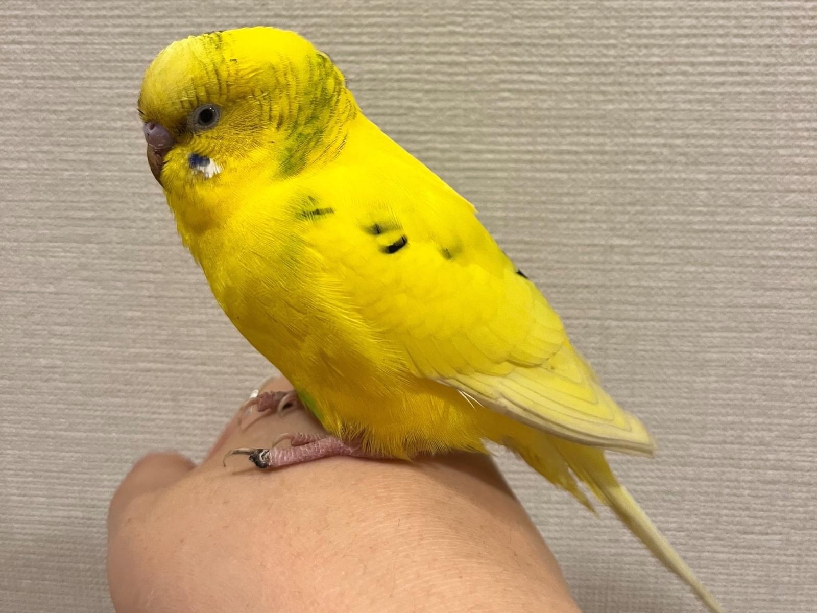 保護された鳥