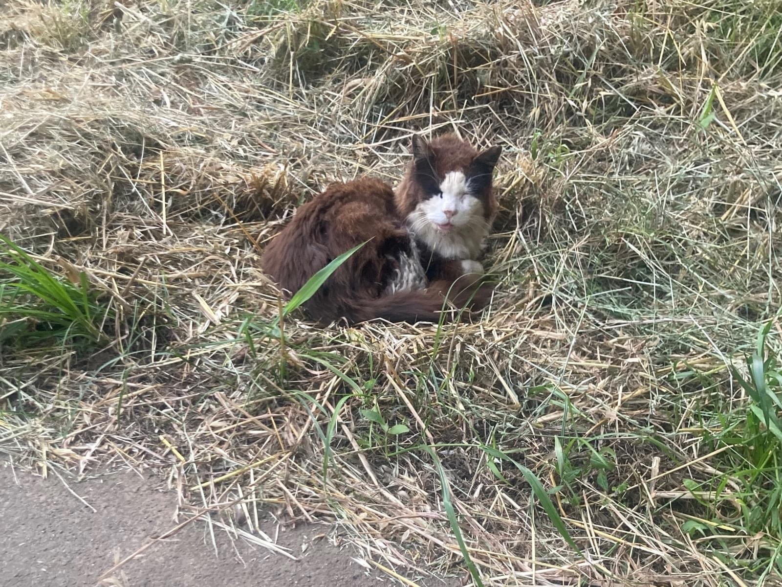 目撃された猫 目撃された猫