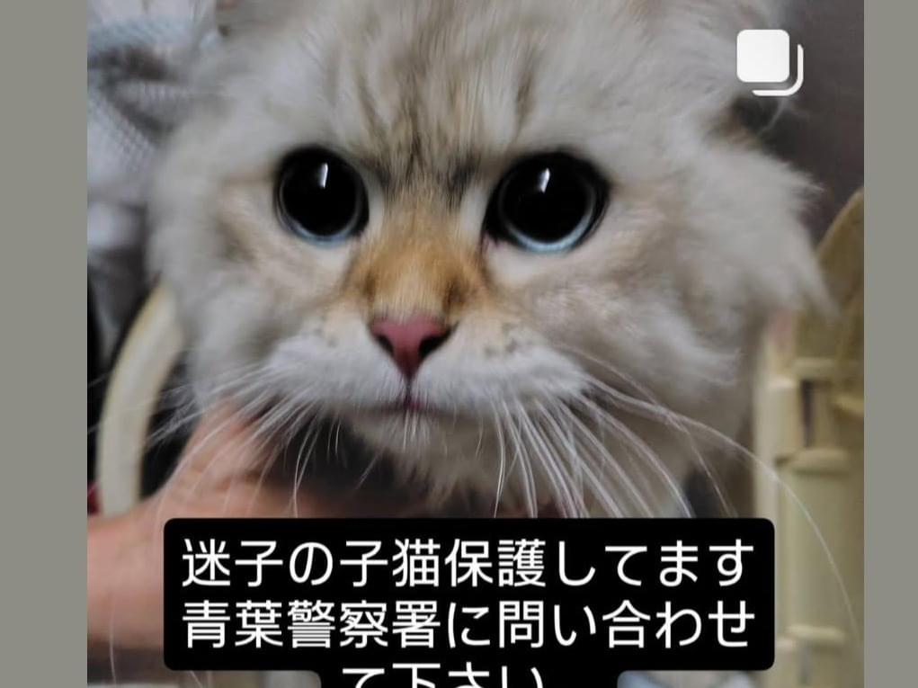 保護された猫 保護された猫