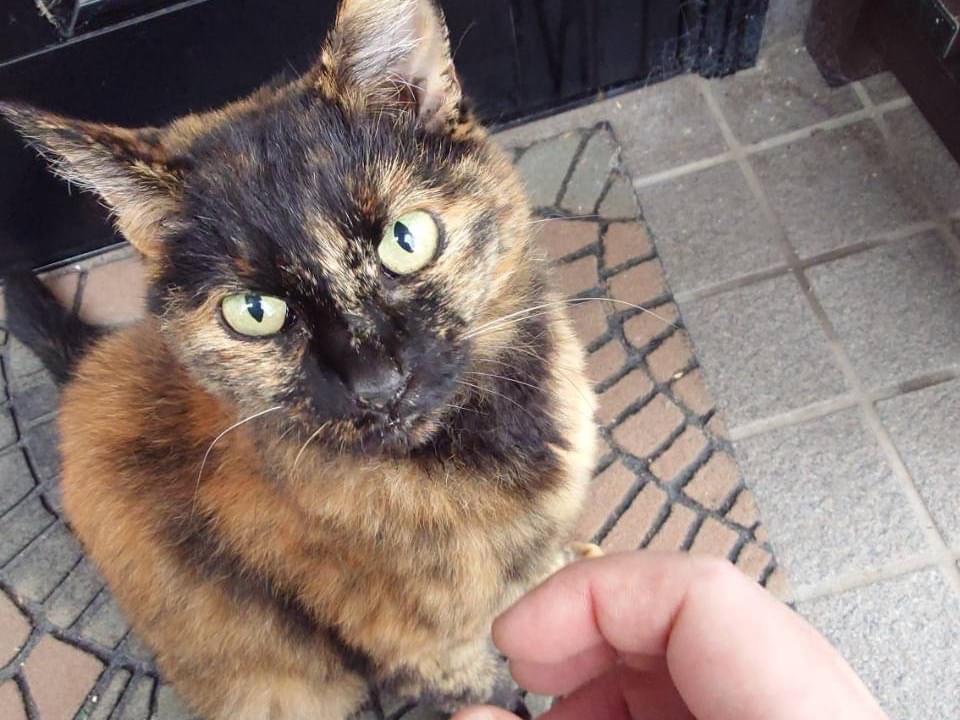 目撃された猫 目撃された猫