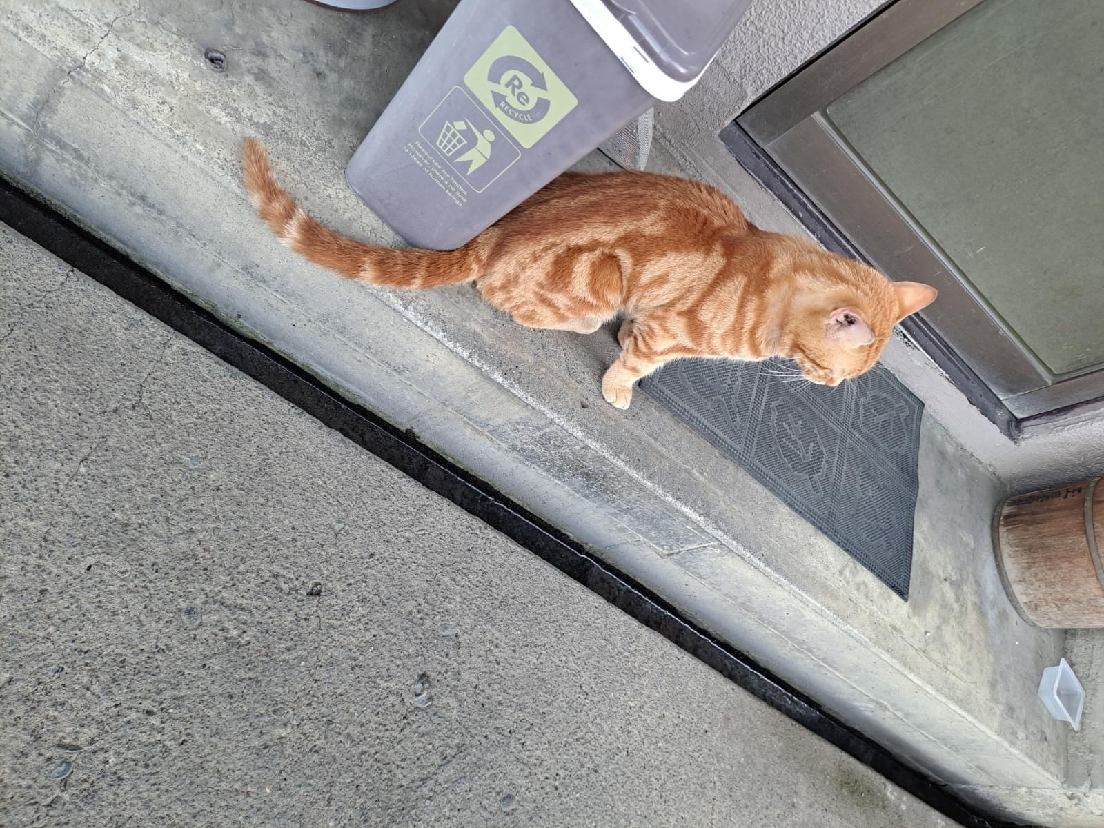 保護された猫 保護された猫
