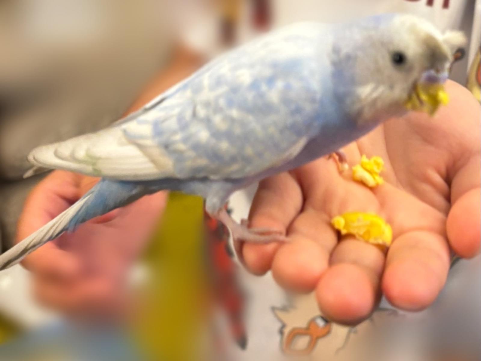 保護された鳥 保護された鳥