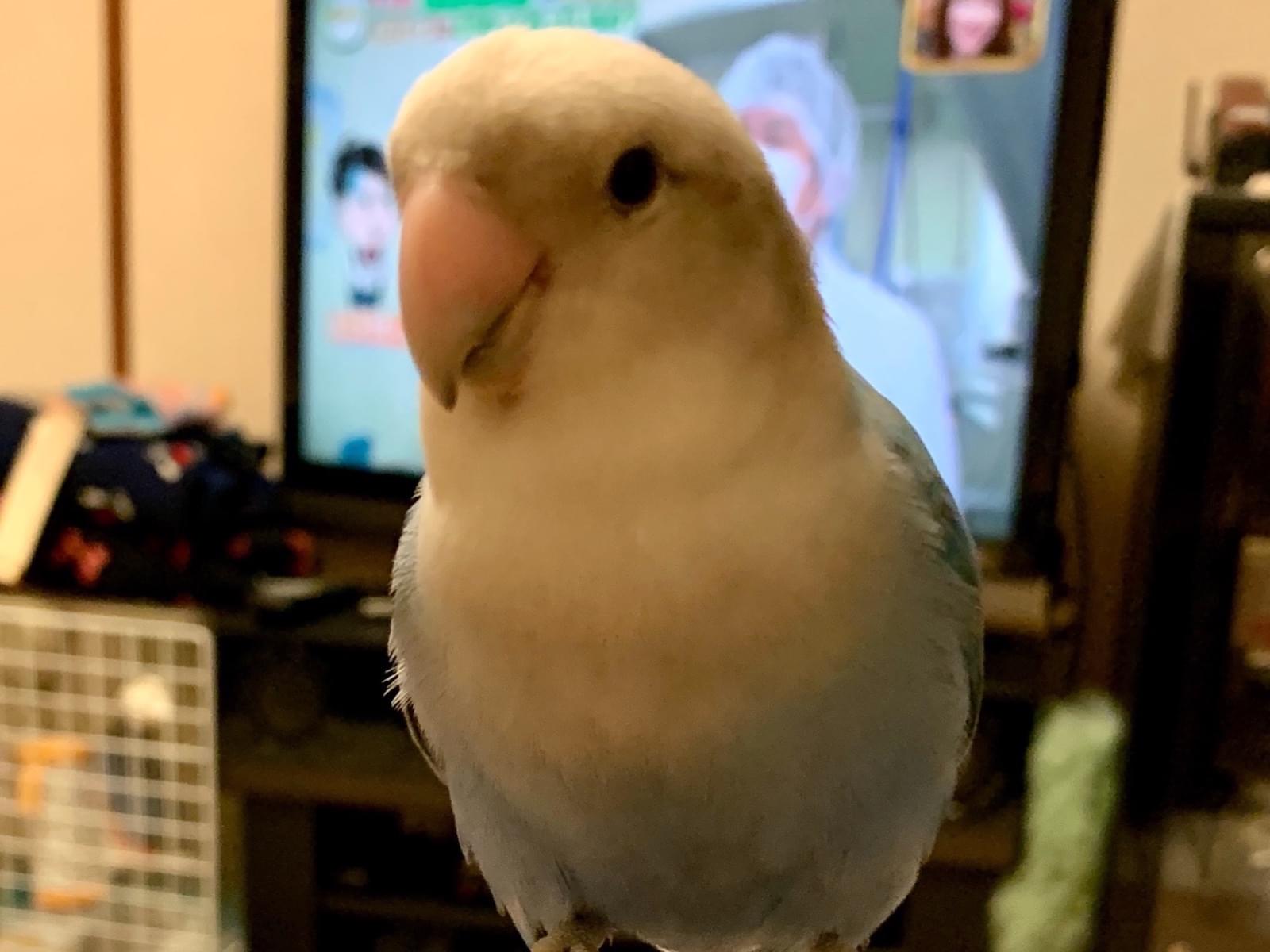 そらちゃん そらちゃん