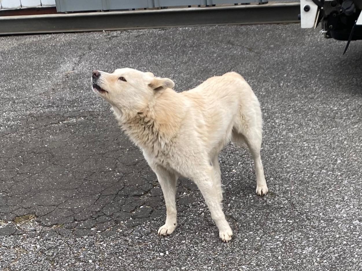目撃された犬 目撃された犬